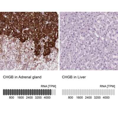 Chromogranin B Antibody (NBP1-80781): Novus Biologicals