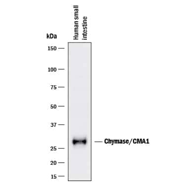 Western blot shows lysates of human small intestine tissue. PVDF membrane was probed with 1 µg/mL of Sheep Anti-Human Chymase/CMA1 Antigen Affinity-purified Polyclonal Antibody (Catalog # AF4099) followed by HRP-conjugated Anti-Goat IgG Secondary Antibody (Catalog # HAF017). A specific band was detected for Chymase/CMA1 at approximately 28 kDa (as indicated). This experiment was conducted under reducing conditions and using Immunoblot Buffer Group 1.