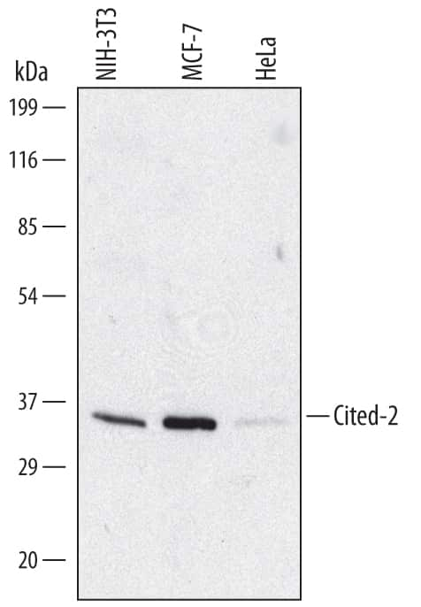 Western blot shows lysates of MCF-7 human breast cancer cell line, HeLa human cervical epithelial carcinoma cell line, and C2C12 mouse myoblast cell line. PVDF membrane was probed with 1 µg/mL of Rat Anti-Human/Mouse Cited-2 Monoclonal Antibody (Catalog # MAB5005) followed by HRP-conjugated Anti-Rat IgG Secondary Antibody (Catalog # HAF005). A specific band was detected for Cited-2 at approximately 30-35 kDa (as indicated). This experiment was conducted under reducing conditions and using Immunoblot Buffer Group 1.