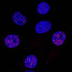 Cited-2 was detected in immersion fixed C2C12 mouse myoblast cell line using Sheep Anti-Human/Mouse Cited-2 Antigen Affinity-purified Polyclonal Antibody (Catalog # AF5005) at 1 µg/mL for 3 hours at room temperature. Cells were stained using the NorthernLights™ 557-conjugated Anti-Sheep IgG Secondary Antibody (red; Catalog # NL010) and counterstained with DAPI (blue). Specific staining was localized to nuclei. View our protocol for Fluorescent ICC Staining of Cells on Coverslips.