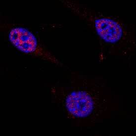 Cited-2 was detected in immersion fixed NIH-3T3 mouse embryonic fibroblast cell line using Sheep Anti-Human/Mouse Cited-2 Antigen Affinity-purified Polyclonal Antibody (Catalog # AF5005) at 1 µg/mL for 3 hours at room temperature. Cells were stained using the NorthernLights™ 557-conjugated Anti-Sheep IgG Secondary Antibody (red; Catalog # NL010) and counterstained with DAPI (blue). Specific staining was localized to nuclei. View our protocol for Fluorescent ICC Staining of Cells on Coverslips.