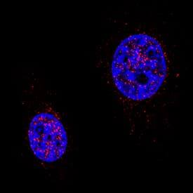 Cited-2 was detected in immersion fixed NIH-3T3 mouse embryonic fibroblast cell line using Rat Anti-Human/Mouse Cited-2 Monoclonal Antibody (Catalog # MAB5005) at 8 µg/mL for 3 hours at room temperature. Cells were stained using the NorthernLights™ 557-conjugated Anti-Rat IgG Secondary Antibody (red; NL013) and counterstained with DAPI (blue). Specific staining was localized to nuclei. View our protocol for Fluorescent ICC Staining of Cells on Coverslips.