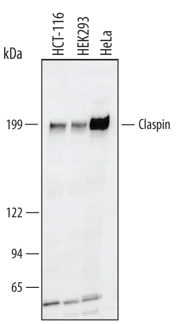 Western blot shows lysates of HCT-116 human colorectal carcinoma cell line, HEK293 human embryonic kidney cell line, and HeLa human cervical epithelial carcinoma cell line. PVDF membrane was probed with 1 µg/mL of Goat Anti-Human Claspin Antigen Affinity-purified Polyclonal Antibody (Catalog # AF3310) followed by HRP-conjugated Anti-Goat IgG Secondary Antibody (Catalog # HAF019). A specific band was detected for Claspin at approximately 199 kDa (as indicated). This experiment was conducted under reducing conditions and using Immunoblot Buffer Group 1.