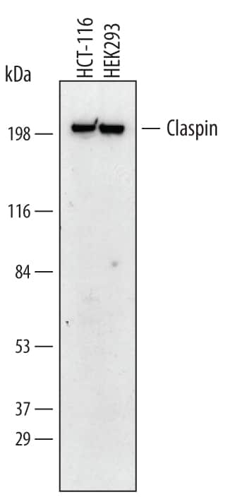 Western blot shows lysates of HCT-116 human colorectal carcinoma cell line and HEK293 human embryonic kidney cell line. PVDF membrane was probed with 1 µg/mL of Human Claspin Monoclonal Antibody (Catalog # MAB3310) followed by HRP-conjugated Anti-Mouse IgG Secondary Antibody (Catalog # HAF007). A specific band was detected for Claspin at approximately 220 kDa (as indicated). This experiment was conducted under reducing conditions and using Immunoblot Buffer Group 1.