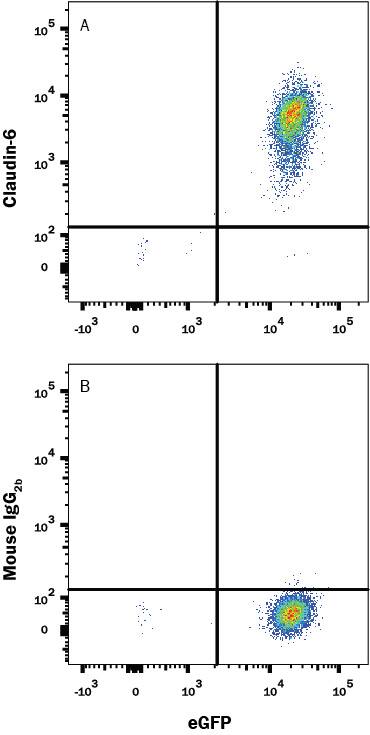 HEK293 human cell line transfected with Human Claudin-6 and eGFP was stained with (A) Mouse Anti-Human Claudin-6 Alexa Fluor® 647-conjugated Monoclonal Antibody (Catalog # FAB3656R) or (B) Mouse IgG2B Isotype Control Antibody (Catalog # IC0041R). View our protocol for Staining Membrane-associated Proteins.