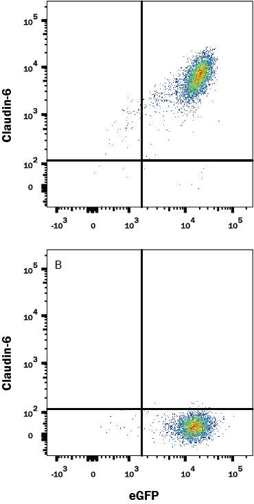 HEK293 human cell line transfected with Human Claudin-6 and eGFP was stained with (A) Mouse Anti-Human Claudin-6 Alexa Fluor® 594-conjugated Monoclonal Antibody (Catalog # FAB3656T) or (B) Mouse IgG2B Isotype Control Antibody (Catalog # IC0041T). View our protocol for Staining Membrane-associated Proteins.