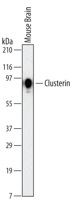 Western blot shows lysates of mouse brain tissue. PVDF membrane was probed with 2 µg/mL of Rat Anti-Mouse Clusterin a Chain Monoclonal Antibody (Catalog # MAB2747) followed by HRP-conjugated Anti-Rat IgG Secondary Antibody (Catalog # HAF005). A specific band was detected for Clusterin at approximately 80 kDa (as indicated). This experiment was conducted under non-reducing conditions and using Immunoblot Buffer Group 1.