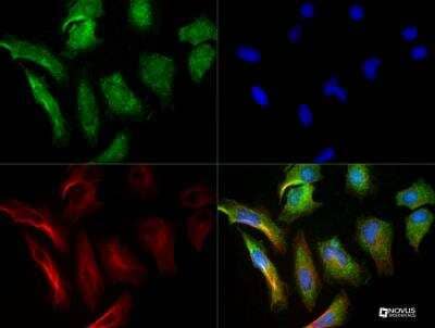 Immunocytochemistry/Immunofluorescence: Collagen I alpha 1 Antibody [NBP1-77458] - Collagen 1 antibody was tested in HeLa cells with DyLight 488 (green). Nuclei and alpha-tubulin were counterstained with DAPI (blue) and Dylight 550 (red).