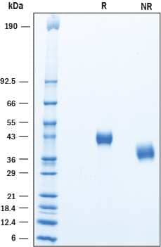 2 μg/lane of Recombinant Human Complement Factor H‑related 4 was resolved with SDS-PAGE underreducing (R) and non-reducing (NR) conditions and visualized by Coomassie® Bluestaining, showing bands at ~42 kDa and ~40 kDa, respectively.