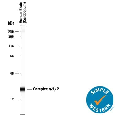 Simple Western lane view shows lysates of human brain (cerebellum) tissue, loaded at 0.5 mg/mL. A specific band was detected for Complexin-1/2 at approximately 23 kDa (as indicated) using 5 µg/mL of Mouse Anti-Human/Mouse/Rat Complexin-1/2 Monoclonal Antibody (Catalog # MAB8069). This experiment was conducted under reducing conditions and using the 12-230 kDa separation system. Non-specific interaction with the 230 kDa Simple Western standard may be seen with this antibody.