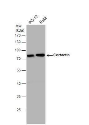 Western Blot: Cortactin Antibody [NBP2-15972] - Various whole cell extracts (30 ug) were separated by 10% SDS-PAGE, and the membrane was blotted with Cortactin antibody [N1C1] diluted at 1:10000.