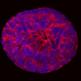 Cryptic was detected in immersion fixed D3 mouse embryonic stem cell line using Rat Anti-Mouse Cryptic Monoclonal Antibody (Catalog # MAB18401) at 10 µg/mL for 3 hours at room temperature. Cells were stained using the NorthernLights™ 557-conjugated Anti-Rat IgG Secondary Antibody (red; Catalog # NL013) and counterstained with DAPI (blue). Specific staining was localized to cytoplasm and nuclei. View our protocol for Fluorescent ICC Staining of Stem Cells on Coverslips.