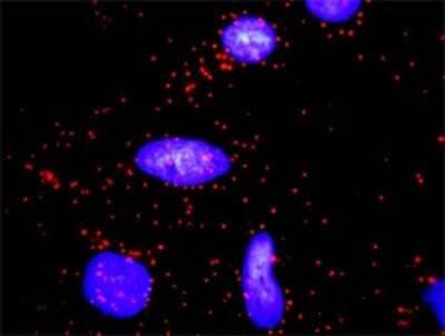Proximity Ligation Assay: Cyclin D2 Antibody [H00000894-D01P] - Analysis of protein-protein interactions between CCND2 and CDKN1A. HeLa cells were stained with anti-CCND2 rabbit purified polyclonal 1:1200 and anti-CDKN1A mouse monoclonal antibody 1:50. Each red dot represents the detection of protein-protein interaction complex, and nuclei were counterstained with DAPI (blue).