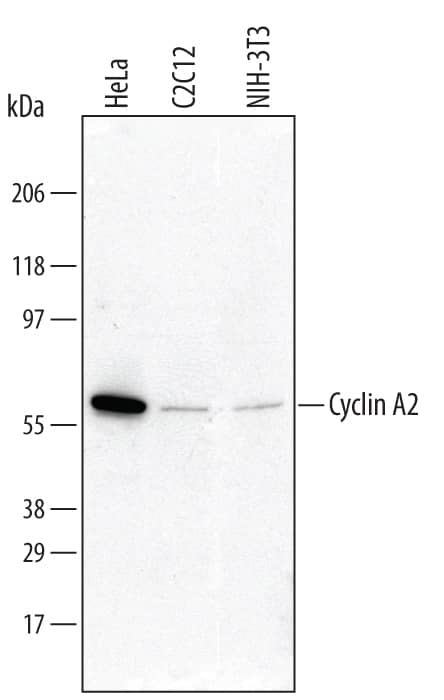 Western blot shows lysates of HeLa human cervical epithelial carcinoma cell line, C2C12 mouse myoblast cell line, and NIH-3T3 mouse embryonic fibroblast cell line. PVDF Membrane was probed with 0.5 µg/mL of Goat Anti-Human/Mouse Cyclin A2 Antigen Affinity-purified Polyclonal Antibody (Catalog # AF5999) followed by HRP-conjugated Anti-Goat IgG Secondary Antibody (Catalog # HAF017). A specific band was detected for Cyclin A2 at approximately 60 kDa (as indicated). This experiment was conducted under reducing conditions and using Immunoblot Buffer Group 1.