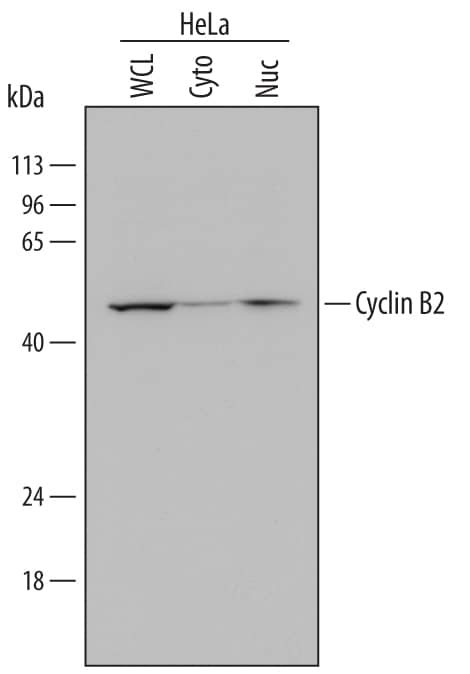 Western blot shows lysates of HeLa human cervical epithelial carcinoma cell line. Gels were loaded with 30 µg of whole cell lysate (WCL), 20 µg of cytoplasmic (Cyto), and 10 µg of nuclear extracts (Nuc). PVDF Membrane was probed with 1 µg/mL of Sheep Anti-Human Cyclin B2 Antigen Affinity-purified Polyclonal Antibody (Catalog # AF6204) followed by HRP-conjugated Anti-Sheep IgG Secondary Antibody (Catalog # HAF016). A specific band was detected for Cyclin B2 at approximately 48-54 kDa (as indicated). This experiment was conducted under reducing conditions and using Immunoblot Buffer Group 1.