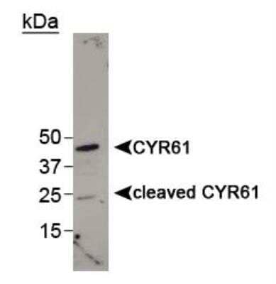 Western Blot: Cyr61/CCN1 Antibody [NB100-358] -  Detection of cleaved CYR61 in MDA-MB-231 cell lysate using NB 100-358. Photo courtesy of Dr. Lupu's Lab, Northwestern University. Image by Dr. Ingrid Espinoza.