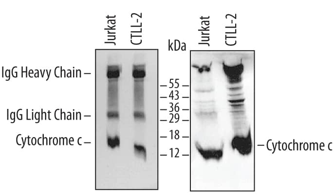 Cytochrome c was immuno-precipitated from lysates (5 x 106cells) of Jurkat human acute T cell leukemia and CTLL-2 mouse cytotoxic T cell line following incubation with 5 µg Mouse Anti-Human/Mouse/Rat Cytochrome c Monoclonal Antibody (Catalog # MAB899) for 1 hour at 4 °C. Cytochrome c-antibody comp-lexes were absorbed using Protein A Immunoprecipitin (Life Technologies). Immunoprecip-itated Cytochrome c (left panel) was detected by Western blot using 0.5 µg/mL Mouse Anti-Human/Mouse/Rat Cytochrome c Monoclonal Antibody (Catalog # MAB897). For additional reference, Western blot (right panel) shows lysates of Jurkat and CTLL2 cell lines probed with 15 µg/mL Mouse Anti-Human/ Mouse/Rat Cytochrome c Monoclonal Antibody (Catalog # MAB897). View our recommended buffer recipes for immunoprecipitation.