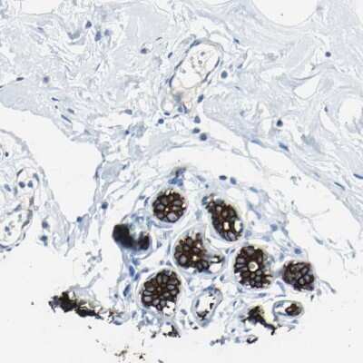 Immunohistochemistry-Paraffin: Cytokeratin 7 Antibody [NBP1-88080] - Staining of human breast shows strong membranous positivity in glandular cells.