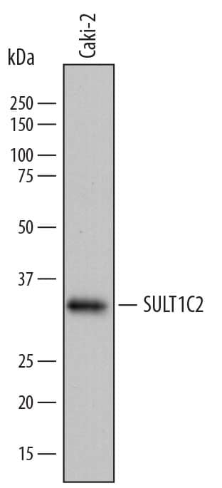 Western blot shows lysates of Caki-2 human clear cell carcinoma epithelial cell line. PVDF membrane was probed with 1 µg/mL of Sheep Anti-Human Cytosolic Sulfotransferase 1C2/ SULT1C2 Antigen Affinity-purified Polyclonal Antibody (Catalog # AF7458) followed by HRP-conjugated Anti-Sheep IgG Secondary Antibody (Catalog # HAF016). A specific band was detected for Cytosolic Sulfotransferase 1C2/SULT1C2 at approximately 35 kDa (as indicated). This experiment was conducted under reducing conditions and using Immunoblot Buffer Group 1.
