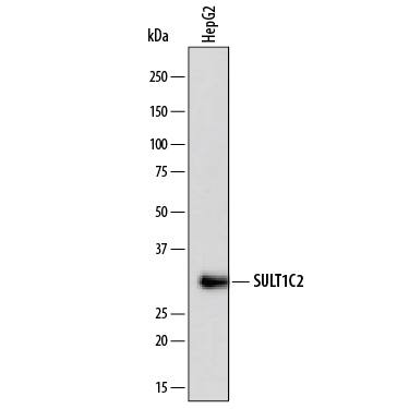 Western blot shows lysates of HepG2 human hepatocellular carcinoma cell line. PVDF membrane was probed with 2 µg/mL of Mouse Anti-Human Cytosolic Sulfotransferase 1C2/SULT1C2 Monoclonal Antibody (Catalog # MAB7458) followed by HRP-conjugated Anti-Mouse IgG Secondary Antibody (Catalog # HAF007). A specific band was detected for Cytosolic Sulfotransferase 1C2/SULT1C2 at approximately 35 kDa (as indicated). This experiment was conducted under reducing conditions and using Immunoblot Buffer Group 1.