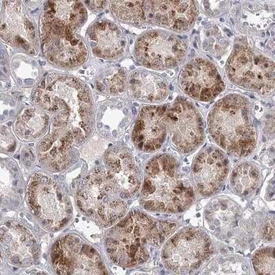 Immunohistochemistry-Paraffin: DAO Antibody [NBP1-84304] - Staining of human kidney shows high expression.