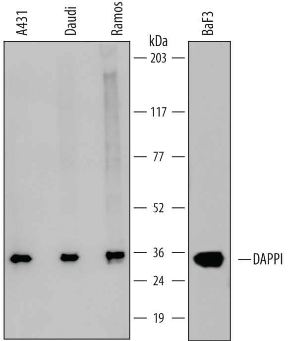 Western blot shows lysates of A431 human epithelial carcinoma cell line, Daudi human Burkitt's lymphoma cell line, Ramos human Burkitt's lymphoma cell line, and BaF3 mouse pro-B cell line. PVDF membrane was probed with 1 µg/mL of Mouse Anti-Human/Mouse DAPP1 Monoclonal Antibody (Catalog # MAB7024) followed by HRP-conjugated Anti-Mouse IgG Secondary Antibody (Catalog # HAF007). A specific band was detected for DAPP1 at approximately 32 kDa (as indicated). This experiment was conducted under reducing conditions and using Immunoblot Buffer Group 1.