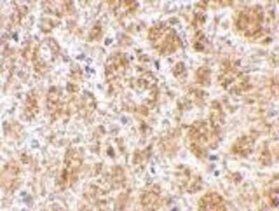 Immunohistochemistry-Paraffin: DARC Antibody [NBP1-77278] - Mouse brain tissue with DARC antibody at 2.5 ug/ml.