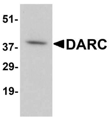 Western Blot: DARC Antibody [NBP1-77278] - Analysis in human cerebellum tissue lysate with antibody at 1 ug/mL.