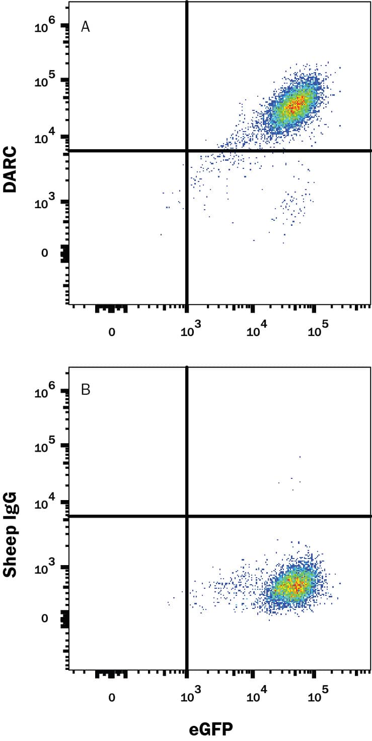 HEK293 human embryonic kidney cell line transfected with mouse DARC and eGFP was stained with and either (A) Sheep Anti-Mouse/Rat DARC PE-conjugated Antigen Affinity-purified Polyclonal Antibody (Catalog # FAB6695P) or (B) Normal Sheep IgG Phycoerythrin Control (Catalog # IC016P). View our protocol for Staining Membrane-associated Proteins.