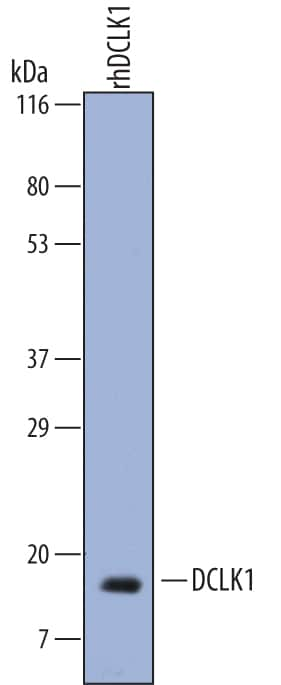 Western blot shows recombinant human (rh) DCLK1. PVDF membrane was probed with 1 µg/mL of Sheep Anti-Human DCLK1 Antigen Affinity-purified Polyclonal Antibody (Catalog # AF7138) followed by HRP-conjugated Anti-Sheep IgG Secondary Antibody (Catalog # HAF016). A specific band was detected for rhDCLK1 Isoform 1 (amino acids 621-729) at approximately 18 kDa (as indicated). This experiment was conducted under reducing conditions and using Immunoblot Buffer Group 8.