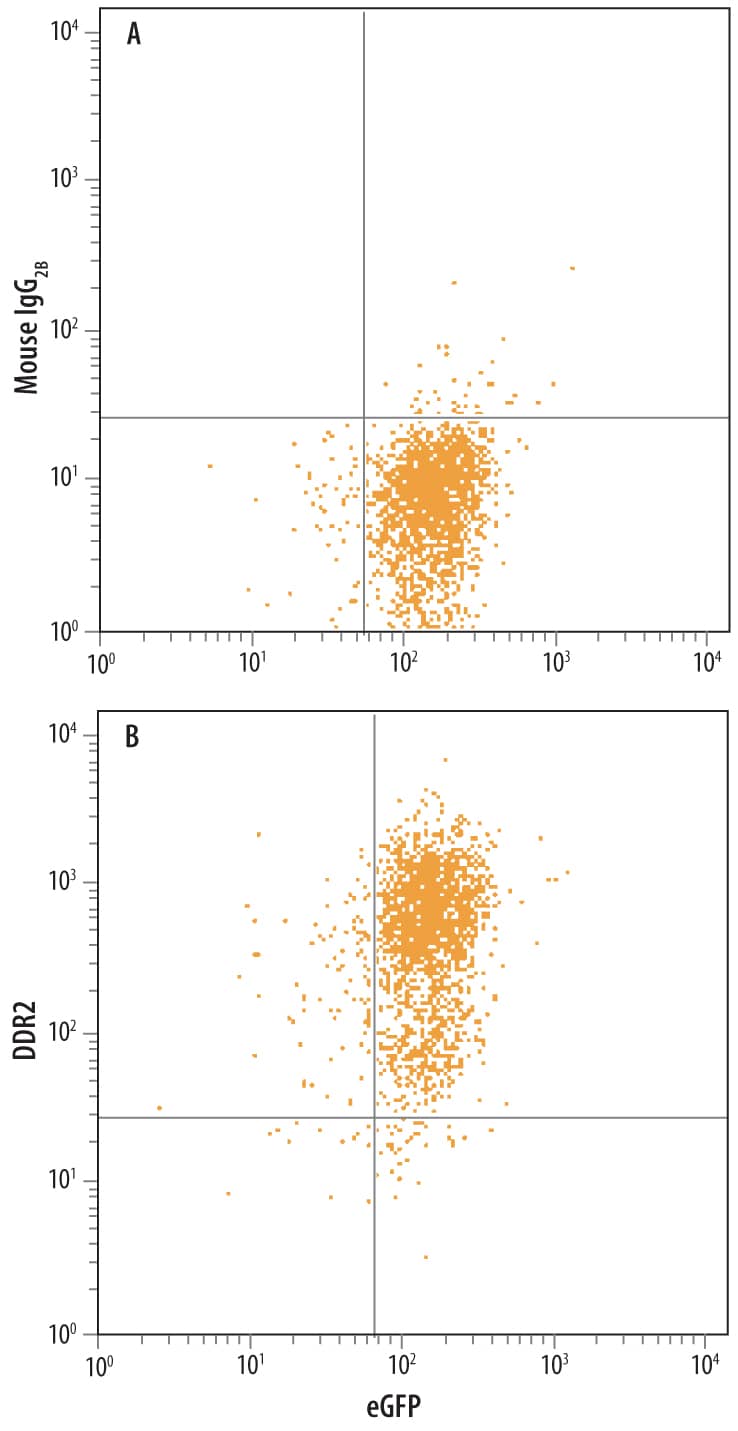 HEK293 human embryonic kidney cell line transfected with human DDR2 and Enhanced Green Fluorescent Protein (eGFP) was stained with either (A) Mouse IgG2B Isotype Control (Catalog # MAB00401) or (B) Mouse Anti-Human DDR2 Monoclonal Antibody (Catalog # MAB25381) followed by Allophycocyanin-conjugated Anti-Mouse IgG Secondary Antibody (Catalog # F0101B ).