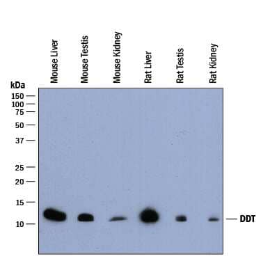 Western blot shows lysates of mouse liver tissue, mouse testis tissue, mouse kidney tissue, rat liver tissue, rat testis tissue, and rat kidney tissue. PVDF membrane was probed with 1 µg/mL of Sheep Anti-Mouse/Rat DDT Antigen Affinity-purified Polyclonal Antibody (Catalog # AF8354) followed by HRP-conjugated Anti-Sheep IgG Secondary Antibody (Catalog # HAF016). A specific band was detected for DDT at approximately 13 kDa (as indicated). This experiment was conducted under reducing conditions and using Immunoblot Buffer Group 1.