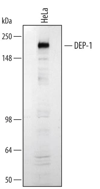 Western blot shows lysates of HeLa human cervical epithelial carcinoma cell line. PVDF membrane was probed with 1 µg/mL of Goat Anti-Human/Mouse/Rat DEP-1/CD148 Antigen Affinity-purified Polyclonal Antibody (Catalog # AF1934) followed by HRP-conjugated Anti-Goat IgG Secondary Antibody (Catalog # HAF109). A specific band was detected for DEP-1/CD148 at approximately 220 kDa (as indicated). This experiment was conducted under reducing conditions and using Immunoblot Buffer Group 1.