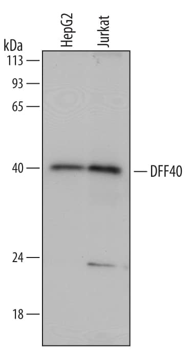 Western blot shows lysates of HepG2 human hepatocellular carcinoma cell line and Jurkat human acute T cell leukemia cell line. PVDF Membrane was probed with 0.5 µg/mL of Mouse Anti-Human DFF40/CAD Monoclonal Antibody (Catalog # MAB6289) followed by HRP-conjugated Anti-Mouse IgG Secondary Antibody (Catalog # HAF007). A specific band was detected for DFF40/CAD at approximately 40 kDa (as indicated). This experiment was conducted under reducing conditions and using Immunoblot Buffer Group 2.