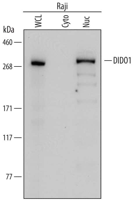 Western Blot DIDO1 Antibody