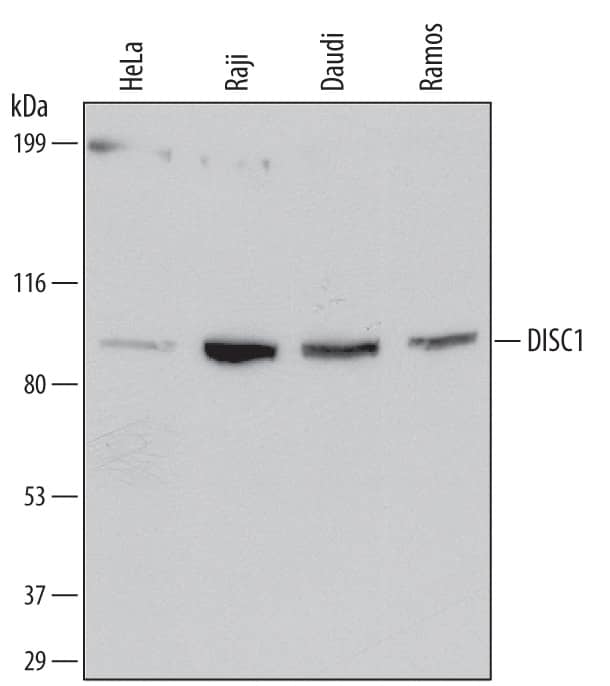 Western blot shows lysates of HeLa human cervical epithelial carcinoma cell line, Raji human Burkitt's lymphoma cell line, Daudi human Burkitt's lymphoma cell line, and Ramos human Burkitt's lymphoma cell line. PVDF membrane was probed with 2 µg/mL of Mouse Anti-Human DISC1 Monoclonal Antibody (Catalog # MAB6699) followed by HRP-conjugated Anti-Mouse IgG Secondary Antibody (Catalog # HAF007). A specific band was detected for DISC1 at approximately 100 kDa (as indicated). This experiment was conducted under reducing conditions and using Immunoblot Buffer Group 1.