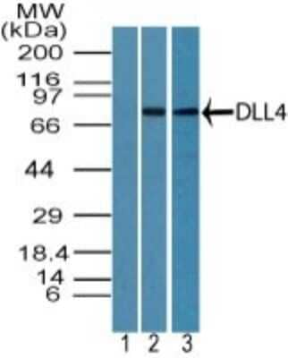 Western Blot: DLL4 Antibody [NBP2-27407] - Analysis of DLL4 in HUVEC cell lysate using 1) preimmune sera at 1:5000 and 2) NBP2-27407 at 3 ug/ml, and 3) mouse embryo body lysate at 6 ug/ml. Goat anti-rabbit Ig HRP secondary antibody and PicoTect ECL substrate solution were used for this test.
