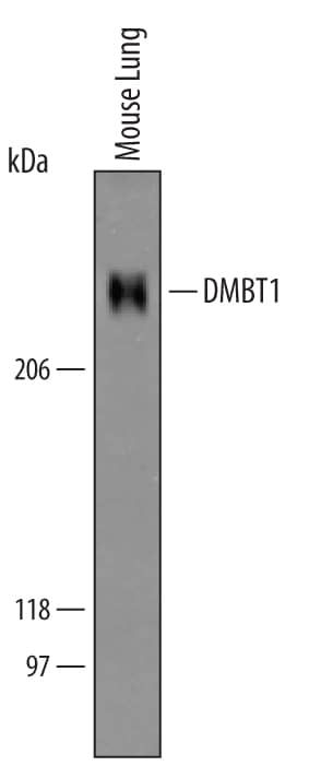 Western blot shows lysates of mouse lung tissue. PVDF membrane was probed with 1 µg/mL of Goat Anti-Mouse DMBT1 Antigen Affinity-purified Polyclonal Antibody (Catalog # AF5915) followed by HRP-conjugated Anti-Goat IgG Secondary Antibody (Catalog # HAF019). A specific band was detected for DMBT1 at approximately 240 kDa (as indicated). This experiment was conducted under reducing conditions and using Immunoblot Buffer Group 8.