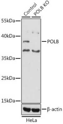 novus biologicals