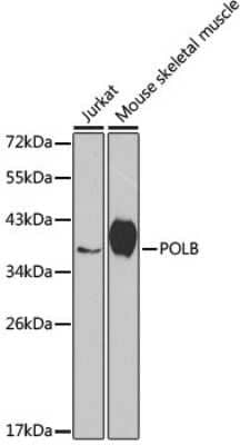 novus biologicals
