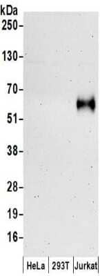 DNAM-1/CD226 Antibody (NBP2-32247): Novus Biologicals