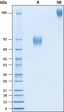 2 μg/lane of Recombinant Human DNAM-1/CD266 Fc Chimera Avi-tag (Catalog # AVI666) was  resolved with SDS-PAGE under reducing (R) and non-reducing (NR)  conditions and visualized by Coomassie® Blue staining, showing bands at 83-95 kDa and 170-190 kDa, respectively.