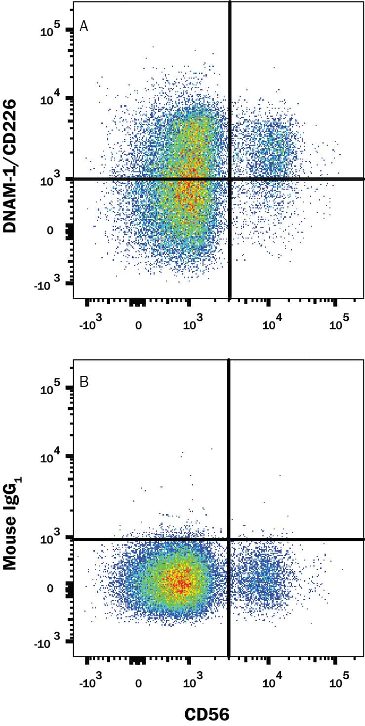 Human peripheral blood lymphocytes were stained with Mouse Anti-Human NCAM-1/CD56 PE-conjugated Monoclonal Antibody (Catalog # FAB2408P) and either (A) Mouse Anti-Human DNAM-1/CD226 APC-conjugated Monoclonal Antibody (Catalog # FAB666A) or (B) Mouse IgG1Allophycocyanin Isotype Control (Catalog # IC002A). View our protocol for Staining Membrane-associated Proteins.