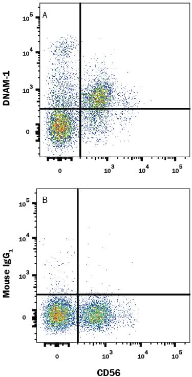 Human peripheral blood mononuclear cells (PBMCs) gated on CD3-cells were stained with Mouse Anti-Human DNAM-1/CD226 PE-conjugated Monoclonal Antibody (Catalog # FAB666P) and Mouse Anti-Human NCAM-1/CD56 APC-conjugated Monoclonal Antibody (Catalog # FAB2408A). Quadrant markers were set based on control antibody staining (Catalog # IC002P). View our protocol for Staining Membrane-associated Proteins.