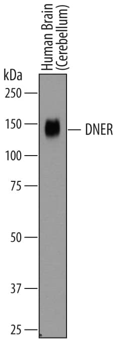 Western blot shows lysates of human brain (cerebellum) tissue. PVDF membrane was probed with 0.2 µg/mL of Goat Anti-Human DNER Biotinylated Antigen Affinity-purified Polyclonal Antibody (Catalog # BAF3646) followed by streptavidin-HRP. A specific band was detected for DNER at approximately 140 kDa (as indicated). This experiment was conducted under reducing conditions and using Immunoblot Buffer Group 1.