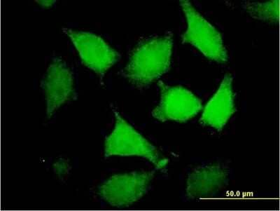 Immunocytochemistry/Immunofluorescence: DNMBP Antibody [H00023268-B01P] - Analysis of purified antibody to DNMBP on HeLa cell. (antibody concentration 10 ug/ml)