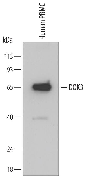 Western blot shows lysates of human peripheral blood mononuclear cells (PBMC). PVDF Membrane was probed with 0.25 µg/mL of Mouse Anti-Human DOK3 Monoclonal Antibody (Catalog # MAB4795) followed by HRP-conjugated Anti-Mouse IgG Secondary Antibody (Catalog # HAF007). A specific band was detected for DOK3 at approximately 65 kDa (as indicated). This experiment was conducted under reducing conditions and using Immunoblot Buffer Group 2.