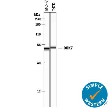 Simple Western lane view shows lysates of MCF‑7 human breast cancer cell line and T47D human breast cancer cell line, loaded at 0.2 mg/mL. A specific band was detected for DOK7 at approximately 60 & 62 kDa (as indicated) using 5 µg/mL of Goat Anti-Human/Mouse/Rat DOK7 Antigen Affinity-purified Polyclonal Antibody (Catalog # AF6398) followed by 1:50 dilution of HRP-conjugated Anti-Goat IgG Secondary Antibody (Catalog # HAF109). This experiment was conducted under reducing conditions and using the12-230 kDa separation system. 