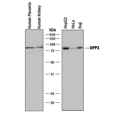 Western blot shows lysates of human placenta tissue , humand kidney tissue, HepG2 human hepatocellular carcinoma cell line, HeLa human cervical epithelial carcinoma cell line, and Raji human Burkitt's lymphoma cell line. PVDF membrane was probed with 1 µg/mL of Mouse Anti-Human DPP3 Antigen Affinity-purified Monoclonal Antibody (Catalog # MAB80871) followed by HRP-conjugated Anti-Rat IgG Secondary Antibody (Catalog # HAF005). A specific band was detected for DPP3 at approximately 75 kDa (as indicated). This experiment was conducted under reducing conditions and using Immunoblot Buffer Group 1.