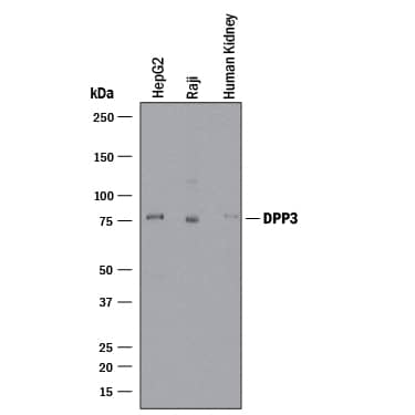 Western blot shows lysates of HepG2 human hepatocellular carcinoma cell line, Raji human Burkitt's lymphoma cell line, and human kidney tissue. PVDF membrane was probed with 2 µg/mL of Rat Anti-Human DPP3 Monoclonal Antibody (Catalog # MAB80872) followed by HRP-conjugated Anti-Rat IgG Secondary Antibody (Catalog # HAF005). A specific band was detected for DPP3 at approximately 75 kDa (as indicated). This experiment was conducted under reducing conditions and using Immunoblot Buffer Group 1.